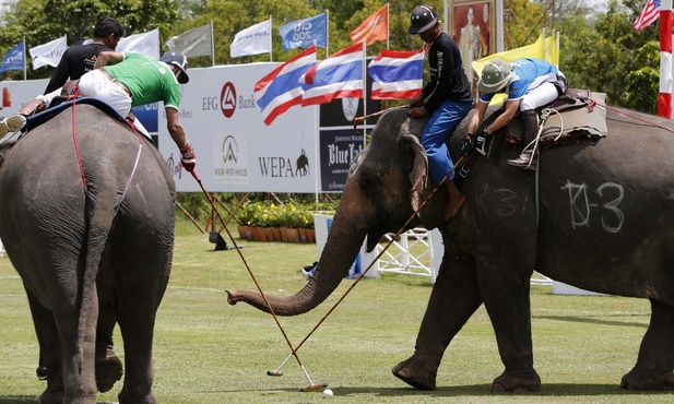 Polo na słoniu