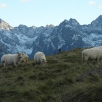 Tatry: Owce na Rusinowej Polanie