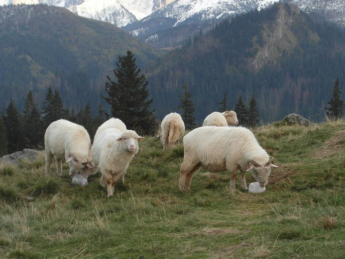 Tatry: Owce na Rusinowej Polanie