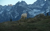 Tatry: Owce na Rusinowej Polanie