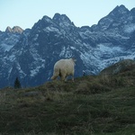 Tatry: Owce na Rusinowej Polanie