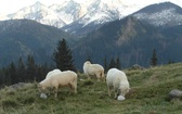 Tatry: Owce na Rusinowej Polanie