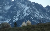 Tatry: Owce na Rusinowej Polanie