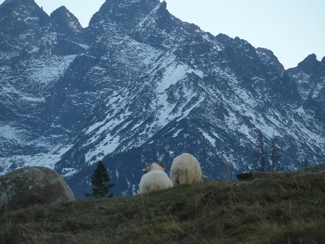 Tatry: Owce na Rusinowej Polanie