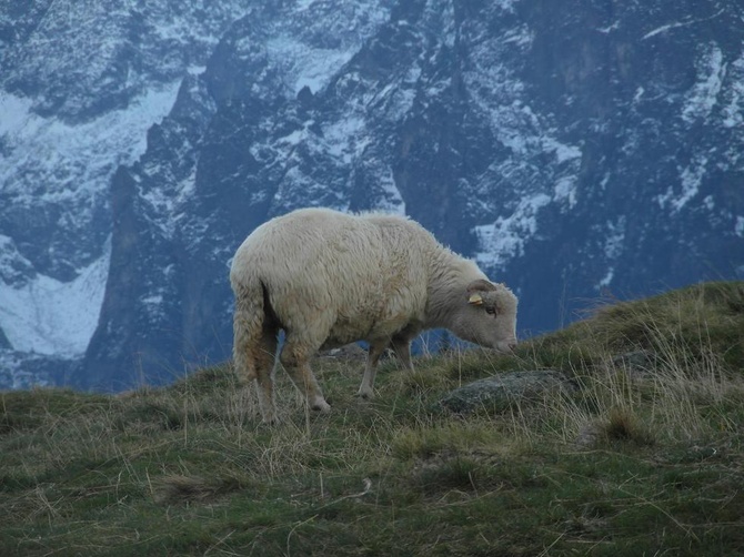 Tatry: Owce na Rusinowej Polanie