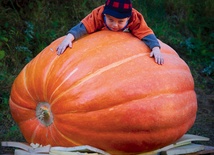 Fuerstenwalde, Niemcy, 30.09.2012 r. Małe dziecko wdrapało się na potężną dynię gigant ważącą aż pół tony