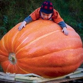 Fuerstenwalde, Niemcy, 30.09.2012 r. Małe dziecko wdrapało się na potężną dynię gigant ważącą aż pół tony