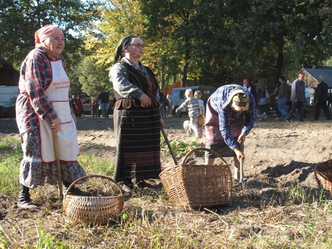 Na polu i na scenie podczas „Festiwalu ziemniaka” w Muzeum Wsi Radomskiej