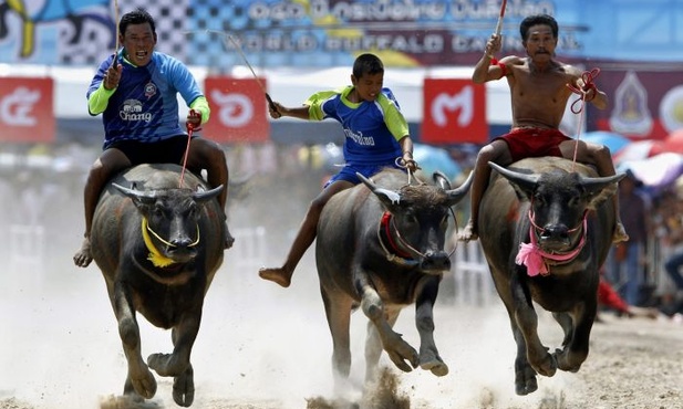 Tajscy kowboje