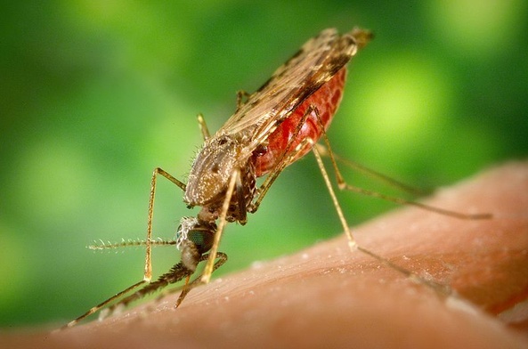 Malaria odporna na leki?