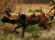 Pilnujcie dzieci w zoo