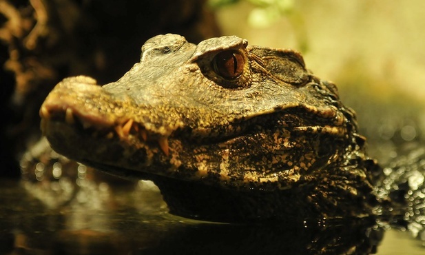 Krokodyl