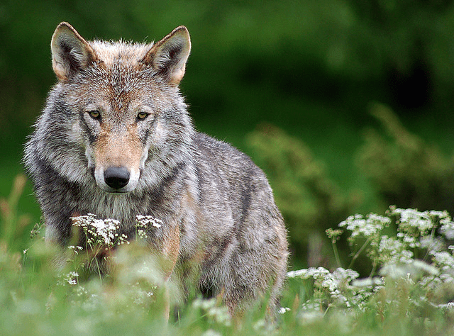 Wilki Atakują Coraz śmielej 6104