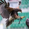 Ogromny jastrząb krążący nad stadionem odstrasza inne ptaki