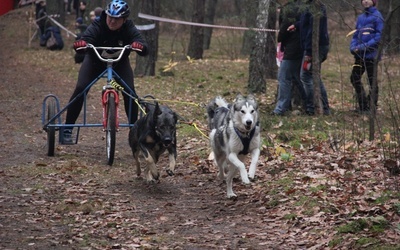 Husky w zaprzęgu