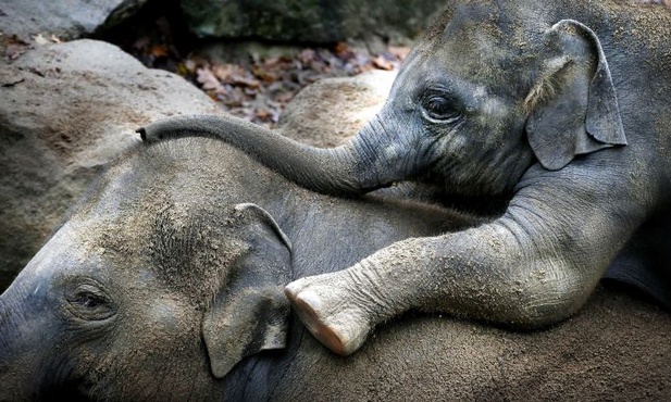 Czułość olbrzymia