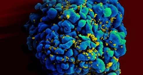 Nowe przeciwciało doskonale neutralizuje HIV