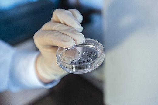  Nowa istota ludzka trafia do hodowli. Umieszcza się ją na tzw.szalce Petriego, w płynie z minerałami i olejem, a następnie w inkubatorze. Zarodek jest wyciągany i obserwowany przez 3 do 5 dni