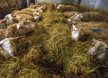 Serowarzy z Warpun mają 80 owiec wschodnio-fryzyjskich. Jest to najbardziej mleczna rasa owiec w Europie  
