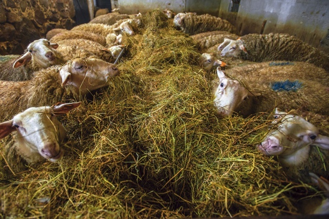Serowarzy z Warpun mają 80 owiec wschodnio-fryzyjskich. Jest to najbardziej mleczna rasa owiec w Europie  