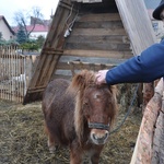 Żywa szopka u franciszkanów w Tarnowie