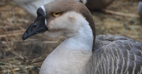Żywa szopka u franciszkanów w Tarnowie