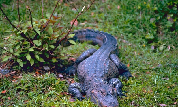 Aligator chiński