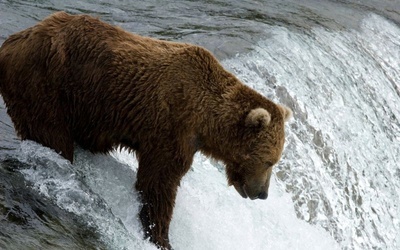 Niedźwiedź zaatakował człowieka w Bieszczadach