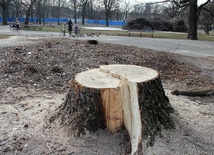 Wycięto zdrowe, stuletnie drzewa