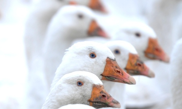 Gęsi