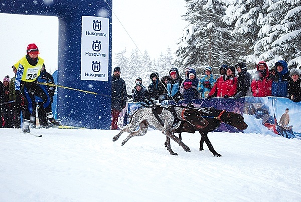 Być może niedługo wyścigi psich zaprzęgów na Polanie Jakuszyckiej będą rywalizowały ilością kibiców z zawodami Pucharu Świata w narciarstwie biegowym
