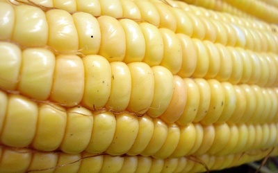 Pyłki kukurydzy GMO bezpieczne 