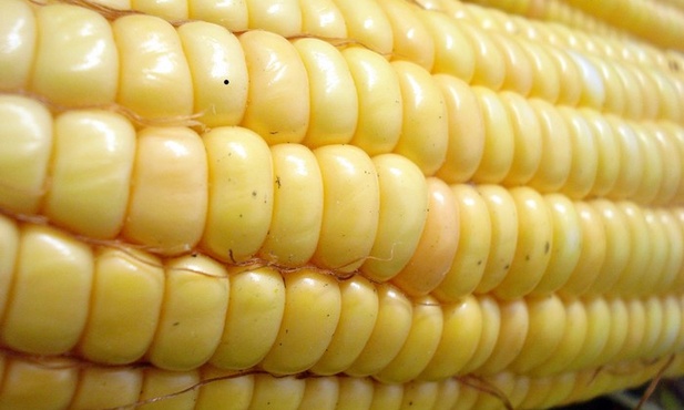 Pyłki kukurydzy GMO bezpieczne 