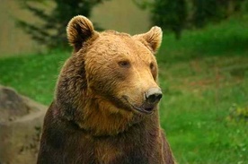 Niedźwiedź brunatny