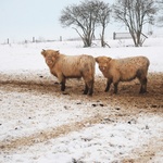  Młode highlandy w gospodarstwie niedaleko Koszęcina  