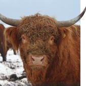   Byk rasy highland waży przeciętnie 700 kg  