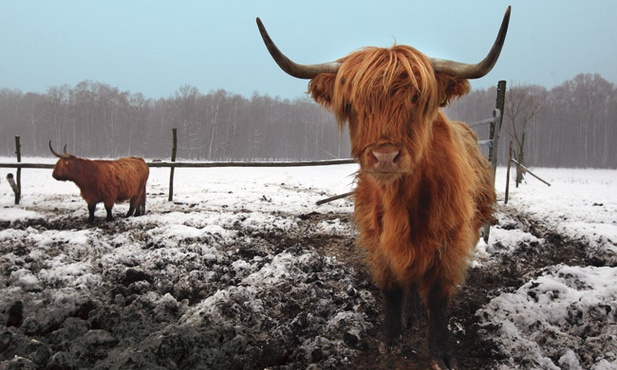  Bydło szkockie jest jedną  z wielu ras mięsnych krów,  które sprowadzono w ostatnich latach z Zachodu 