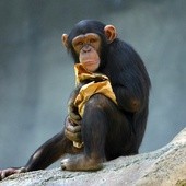 Szympansy wycofane z eksperymentów
