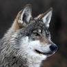 Wiemy więcej o polskich wilkach