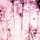 Ludzkie neurony