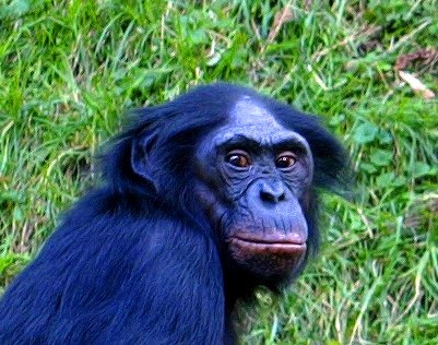 Bonobo