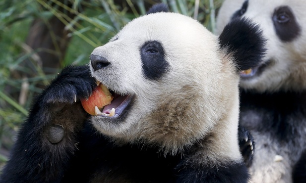 Panda dowcipniś 