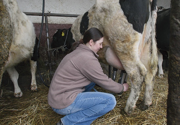 Gospodarstwo Pauliny specjalizuje się w hodowli krów mlecznych  