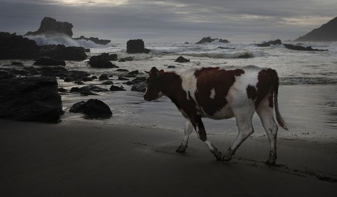 Krowy na plaży