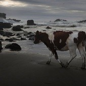 Krowy na plaży