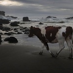 Krowy na plaży, czyli GN na brzegu Pacyfiku