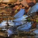 Niebieskie żaby