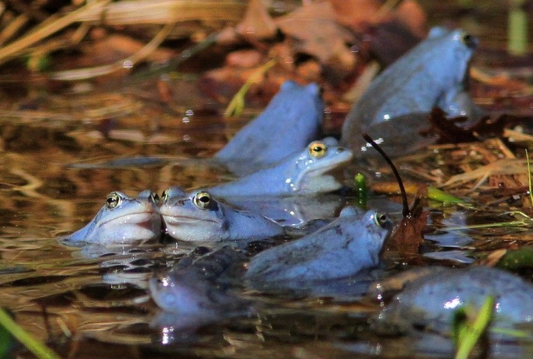 Niebieskie żaby