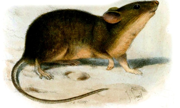 Mysz
