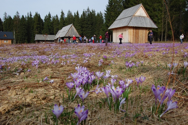 Podhale pełne krokusów